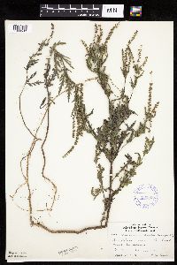 Ambrosia psilostachya image