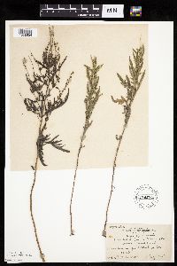 Ambrosia psilostachya image