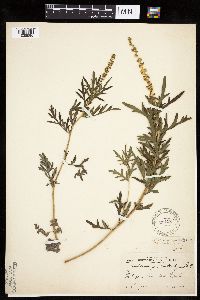 Ambrosia psilostachya image