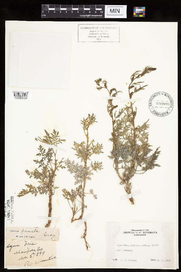 Ambrosia pumila image
