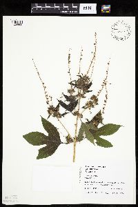 Ambrosia trifida image