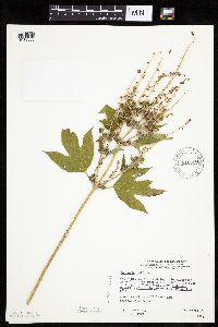 Ambrosia trifida image