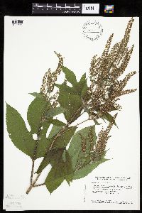 Ambrosia trifida image