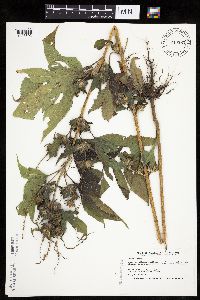 Ambrosia trifida image