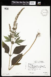 Ambrosia trifida image