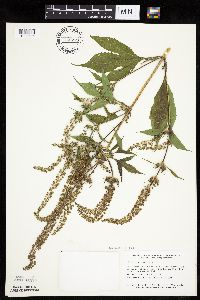 Ambrosia trifida image