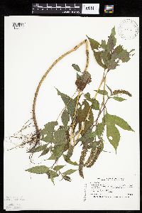 Ambrosia trifida image