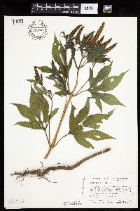 Ambrosia trifida image