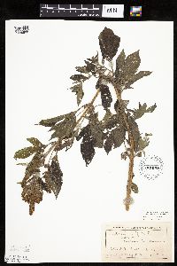 Ambrosia trifida image