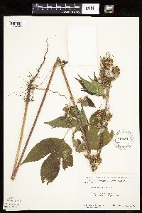 Ambrosia trifida image