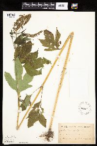 Ambrosia trifida image