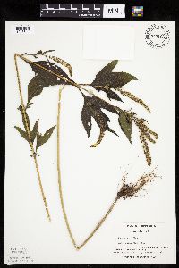 Ambrosia trifida image