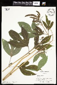 Ambrosia trifida image