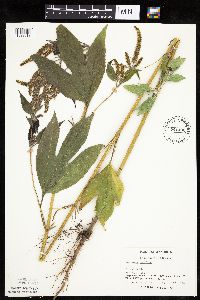 Ambrosia trifida image