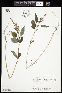 Ambrosia trifida image