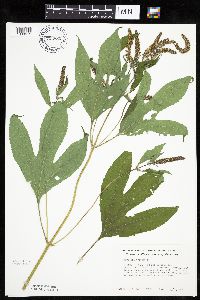 Ambrosia trifida image