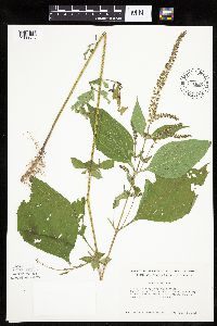 Ambrosia trifida image