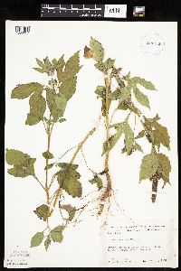 Ambrosia trifida image