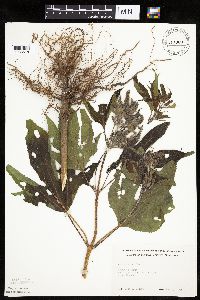 Ambrosia trifida image