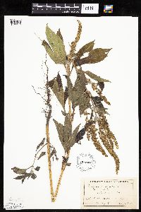 Ambrosia trifida image