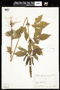 Ambrosia trifida image