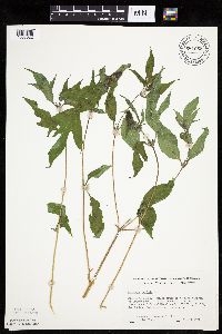 Ambrosia trifida image