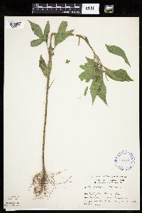 Ambrosia trifida image