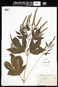 Ambrosia trifida image