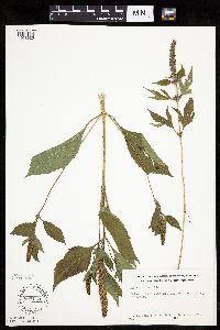 Ambrosia trifida image