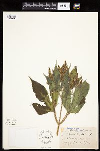 Ambrosia trifida image