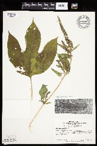 Ambrosia trifida image