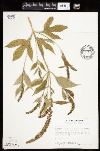 Ambrosia trifida image