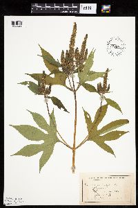 Ambrosia trifida image