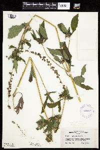 Ambrosia trifida image