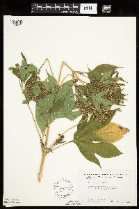 Ambrosia trifida image