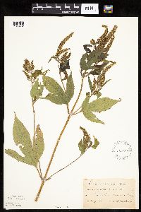 Ambrosia trifida image