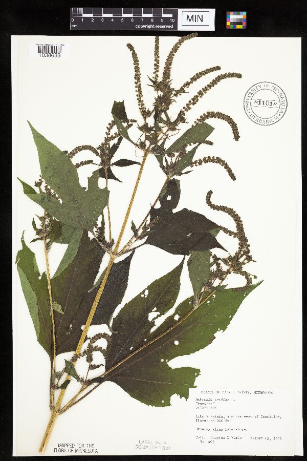 Ambrosia trifida image