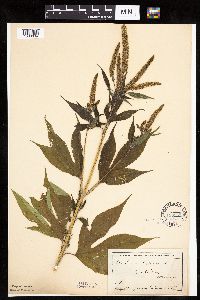 Ambrosia trifida image