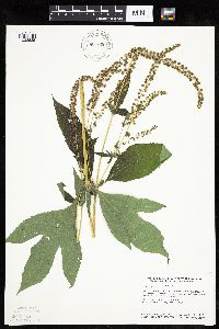 Ambrosia trifida image