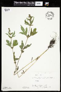 Ambrosia trifida image