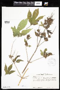 Ambrosia trifida image