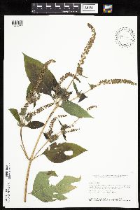 Ambrosia trifida image