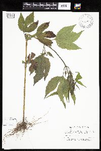 Ambrosia trifida image