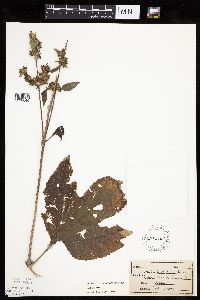 Ambrosia trifida image