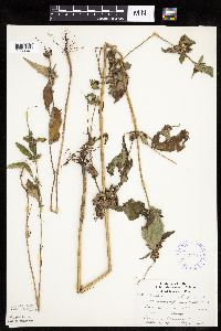 Ambrosia trifida image