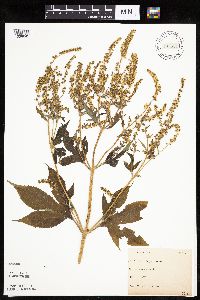 Ambrosia trifida image