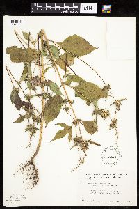 Ambrosia trifida image