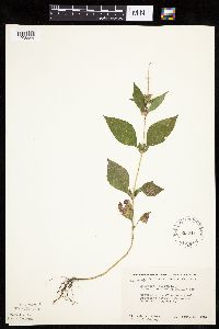 Ambrosia trifida image