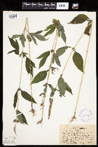 Ambrosia trifida image