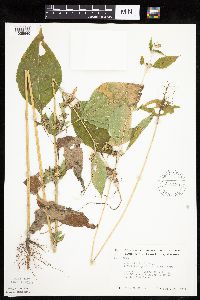 Ambrosia trifida image